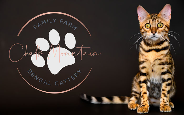 bengal kittens for sale